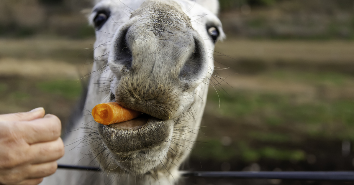 Sweet Carrot Sugar Horse Treats – Log