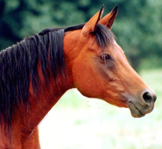 light bay horse