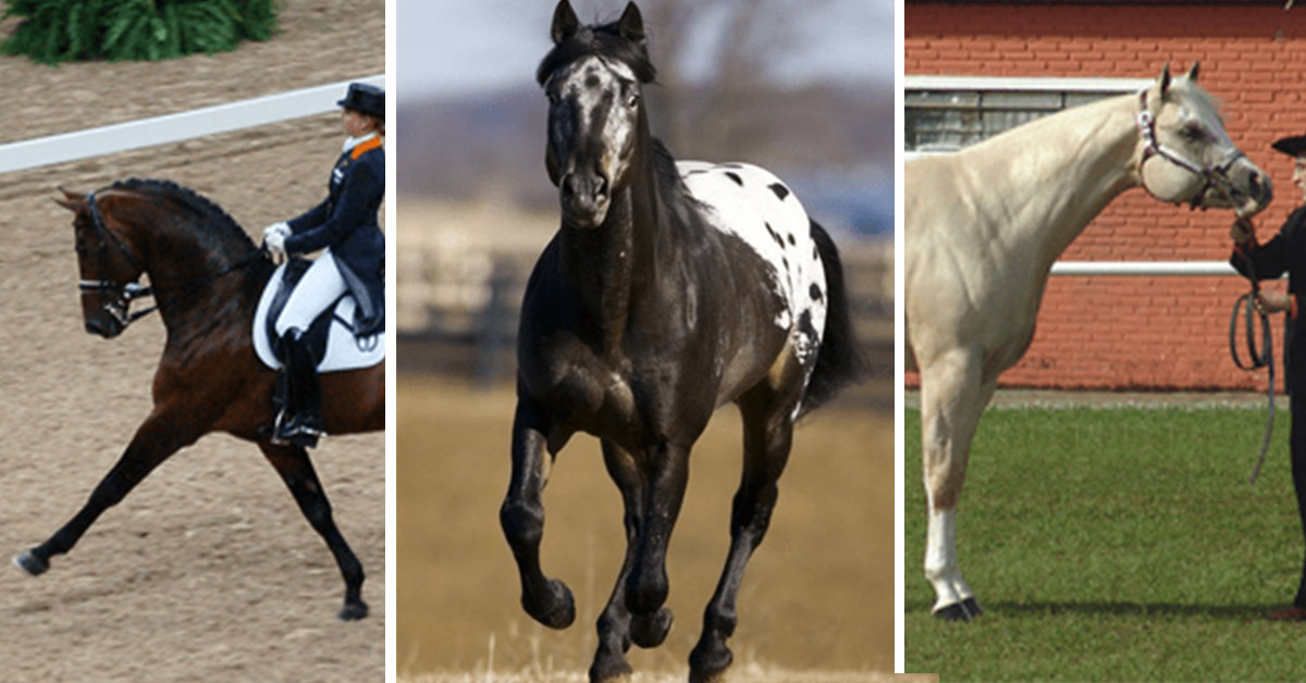 the-most-popular-horse-breeds-in-the-united-states-are