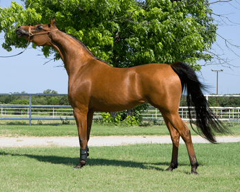 Appaloose Horse  One of the most popular horse breeds in the US