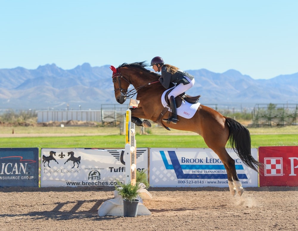 How High Can Horses Jump? Learn Olympic Show Jumping Heights