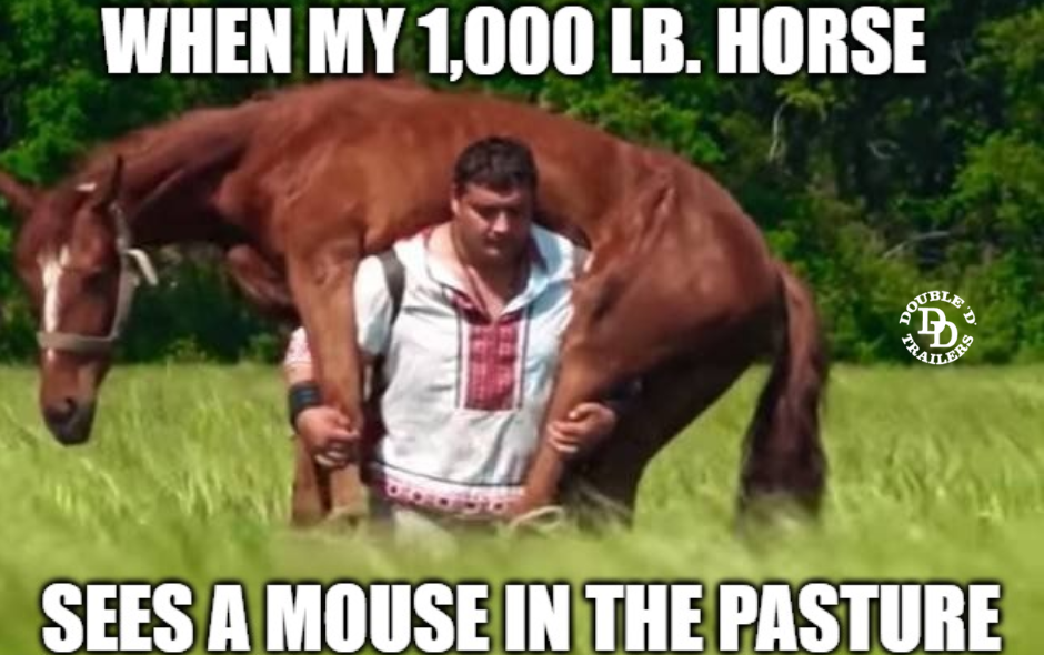 funny horse face meme