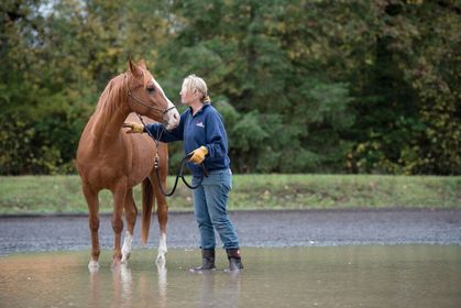 Arabian Horse Rescue And Education Boring Oregon [ 280 x 419 Pixel ]