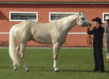 Appaloose Horse  One of the most popular horse breeds in the US