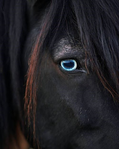 blue horse eye