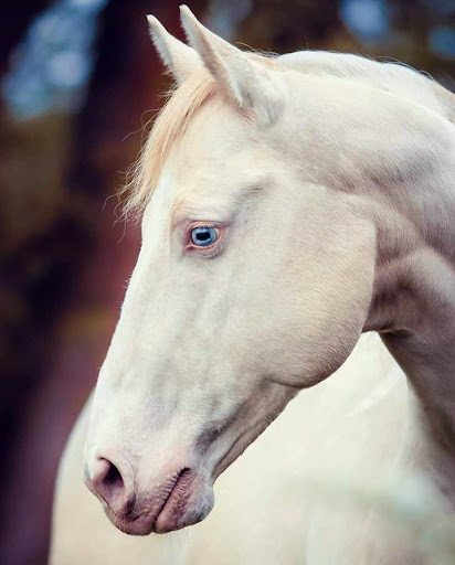 paint horses with blue eyes
