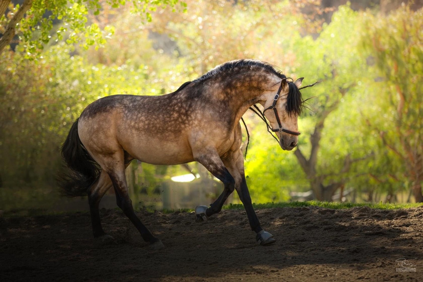 sooty buckskin quarter horse