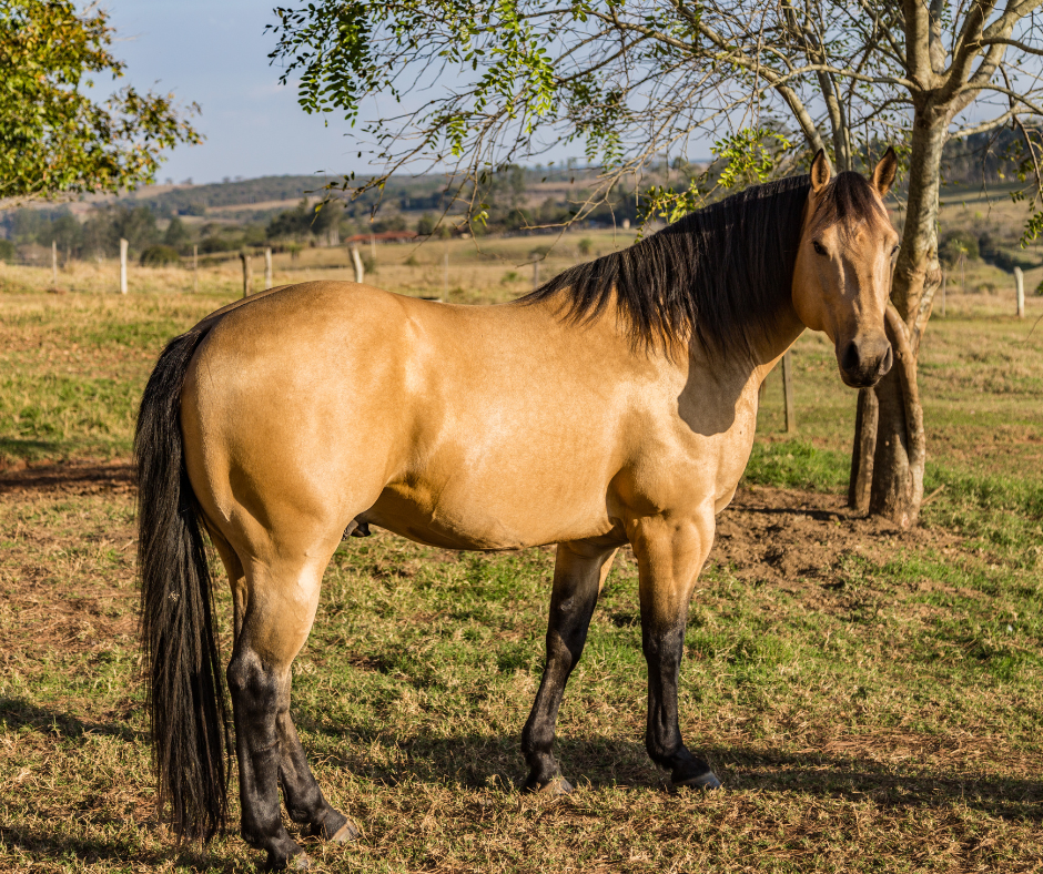 golden buckskin horse