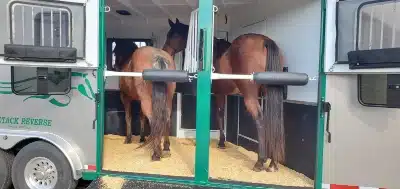 rear facing horse trailer 