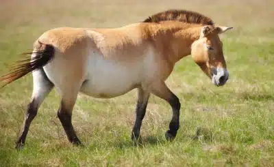 Przewalski horse