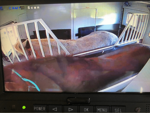 Screenshot from a horse trailer camera displaying two horses standing calmly in a rear-facing position inside a horse trailer, highlighting their relaxed demeanor in this setup.