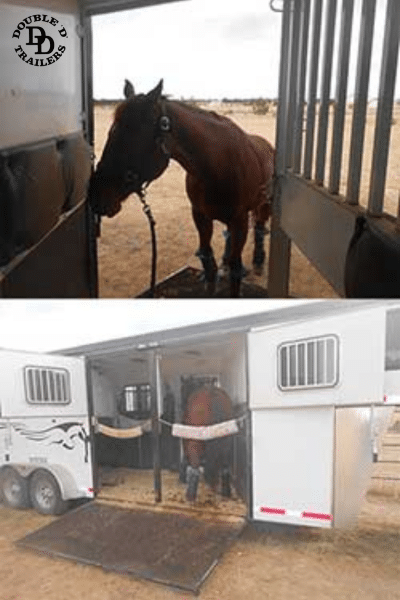 Double D Trailers' SafeTack Reverse trailer model features large windows for ventilation, Rumber flooring, multiple emergency exits, and customization options for both horse and handler.