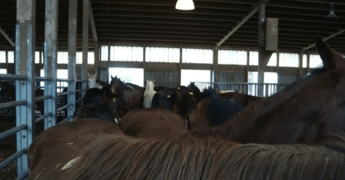 Escaping Slaughter – The Plight of the Draft Horse