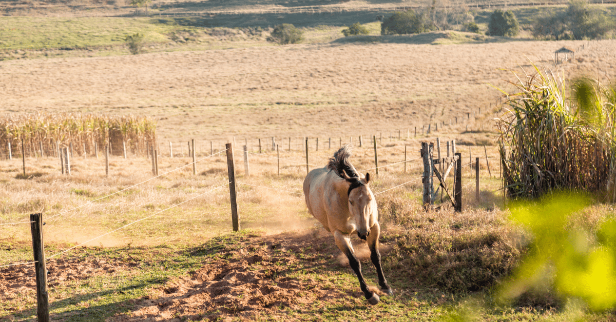 13 Dapple Grey Horse Facts That Will Blow Your Mind