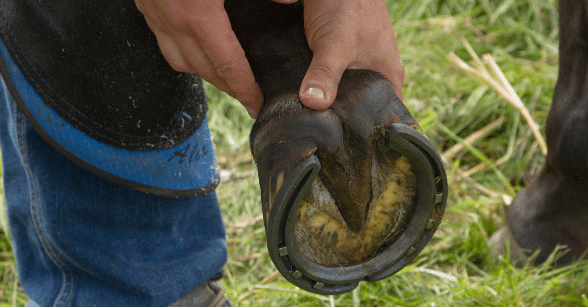 Glue On Horse Shoes An Alternative For Horses With Damaged Hooves