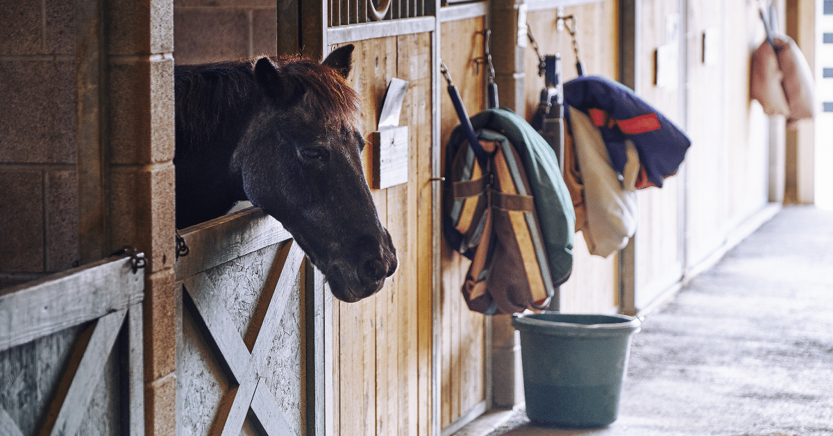 Horse Boarding Stables: Should You Use One?