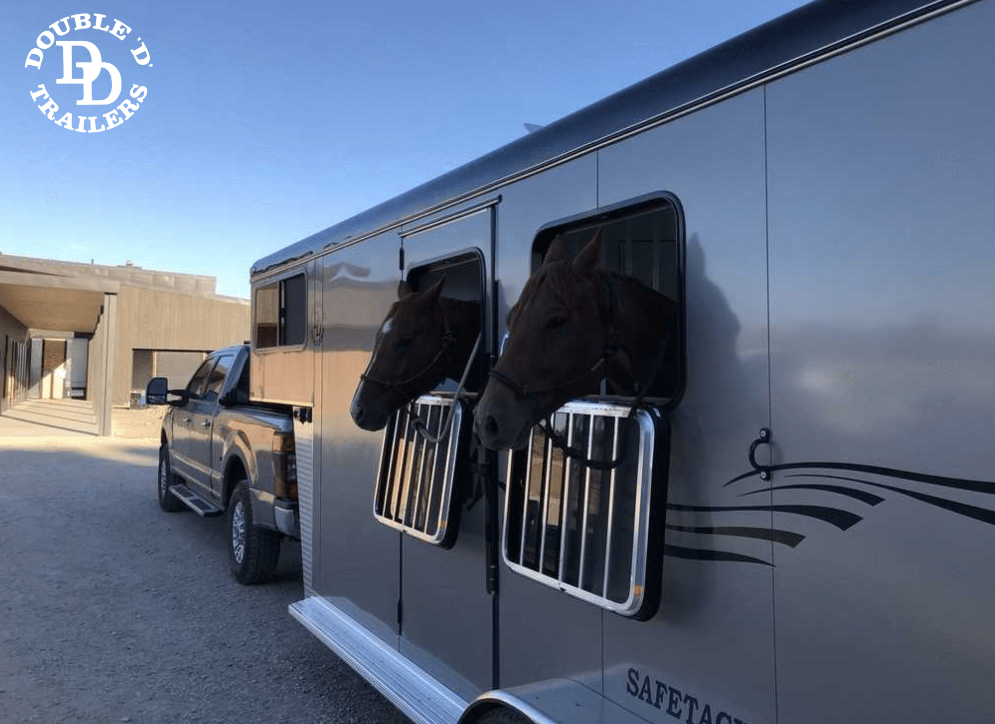 Photo of two horses positioned comfortably in a Double D Trailers SafeTack model, showcasing their relaxed and content demeanor thanks to the spacious and secure design