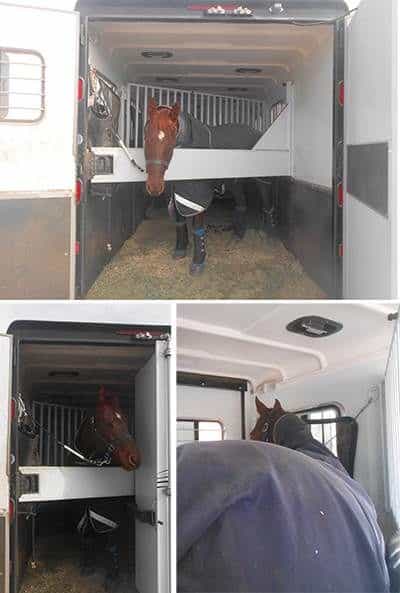 A Warmblood Horse Loaded into a Double D Trailer