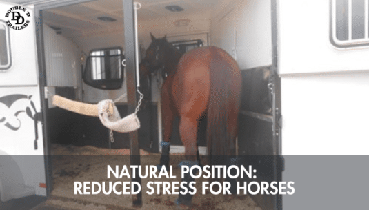 Still image showing horses standing in reverse-facing position inside a Double D Trailer.