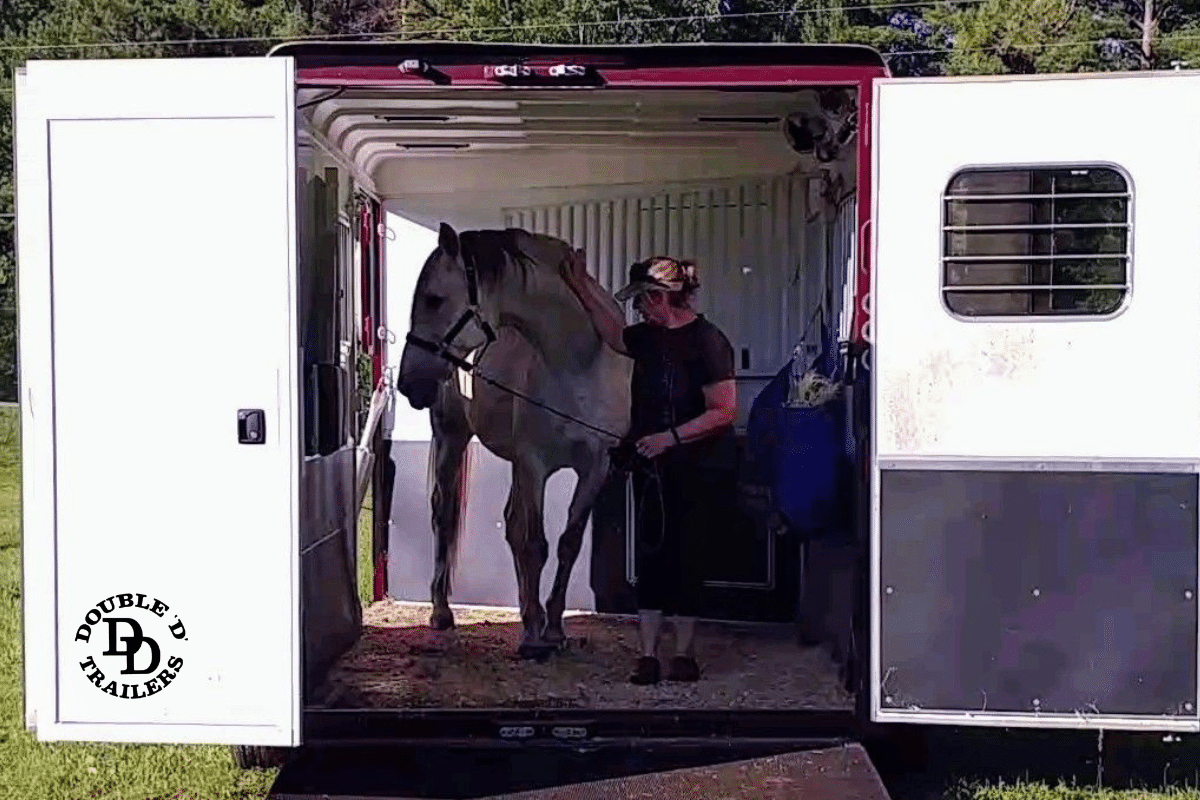 Horse and Handler Loading in Gooseneck Trailer