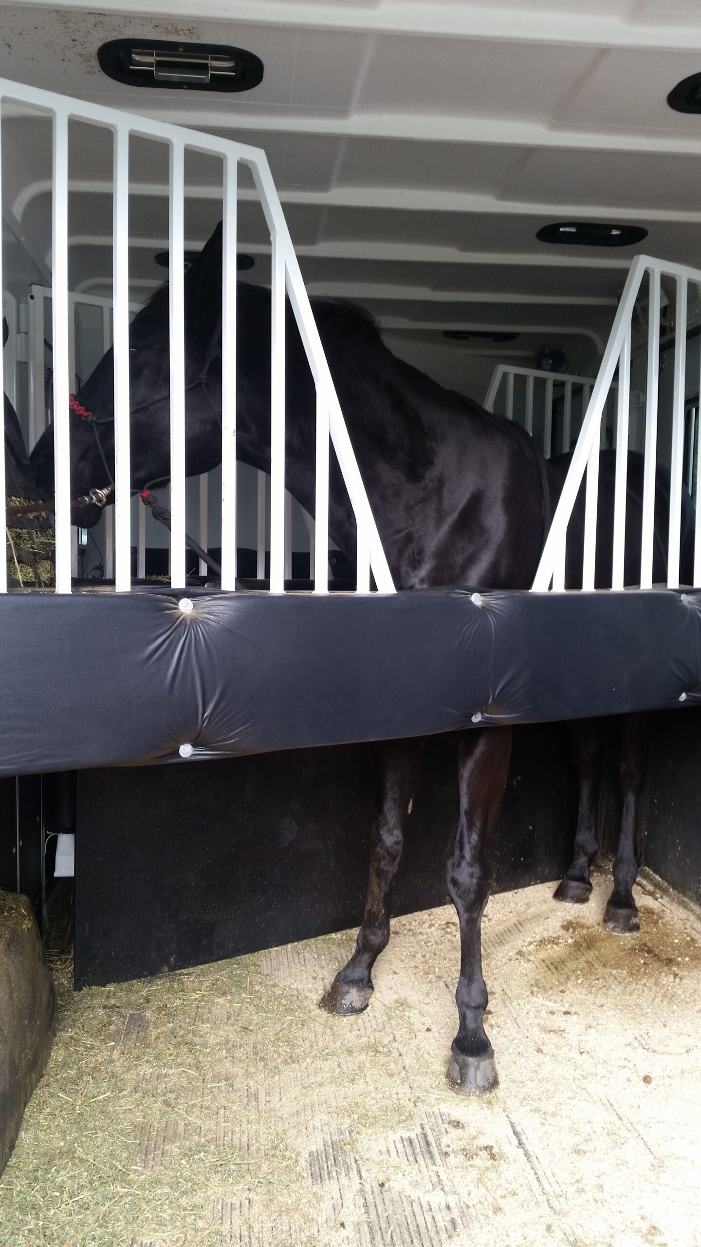 Wawrmblood Size Horse in Stall