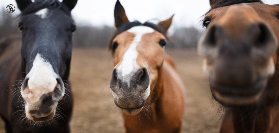 The needs of your horse is a factor to consider when transporting racehorses