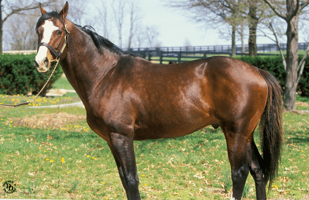 A Thoroughbred horse standing in a green pasture. 